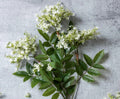 Abigail Ahern Lilac Stem, White