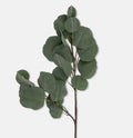 Abigail Ahern Eucalyptus Silver Dollar