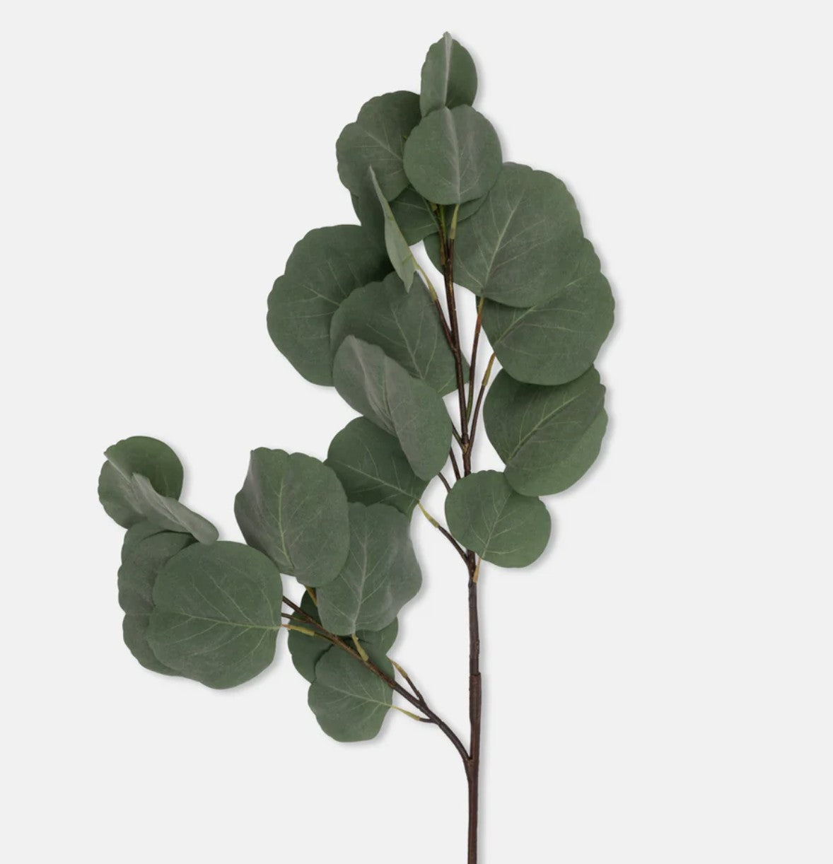 Abigail Ahern Eucalyptus Silver Dollar