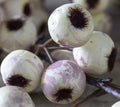 Abigail Ahern Hawthorn, Cream