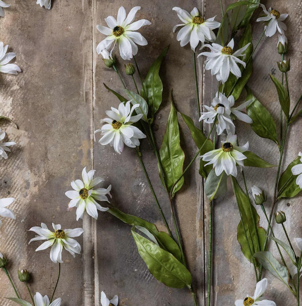 Abigail Ahern Wild Cosmos