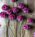 Abigail Ahearn Carnation Purple