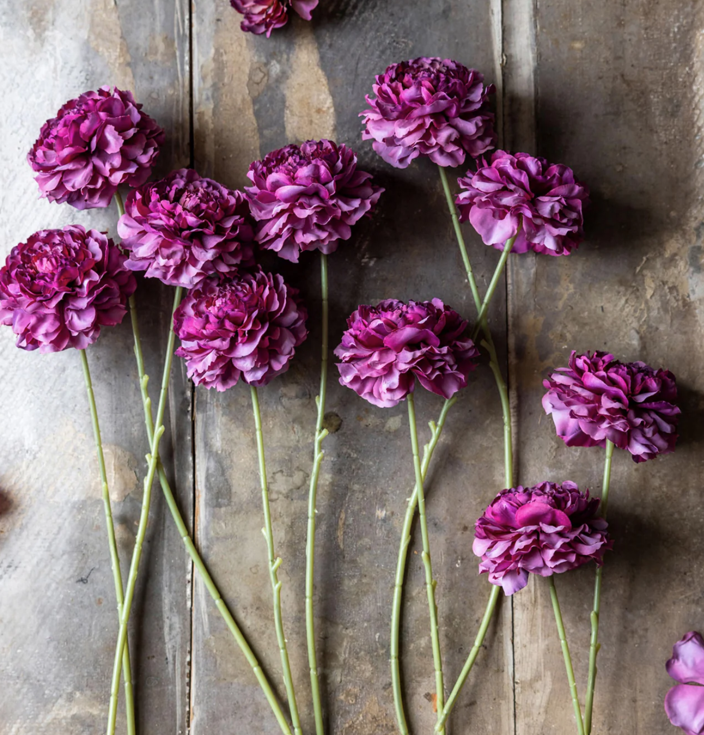 Abigail Ahearn Carnation Purple