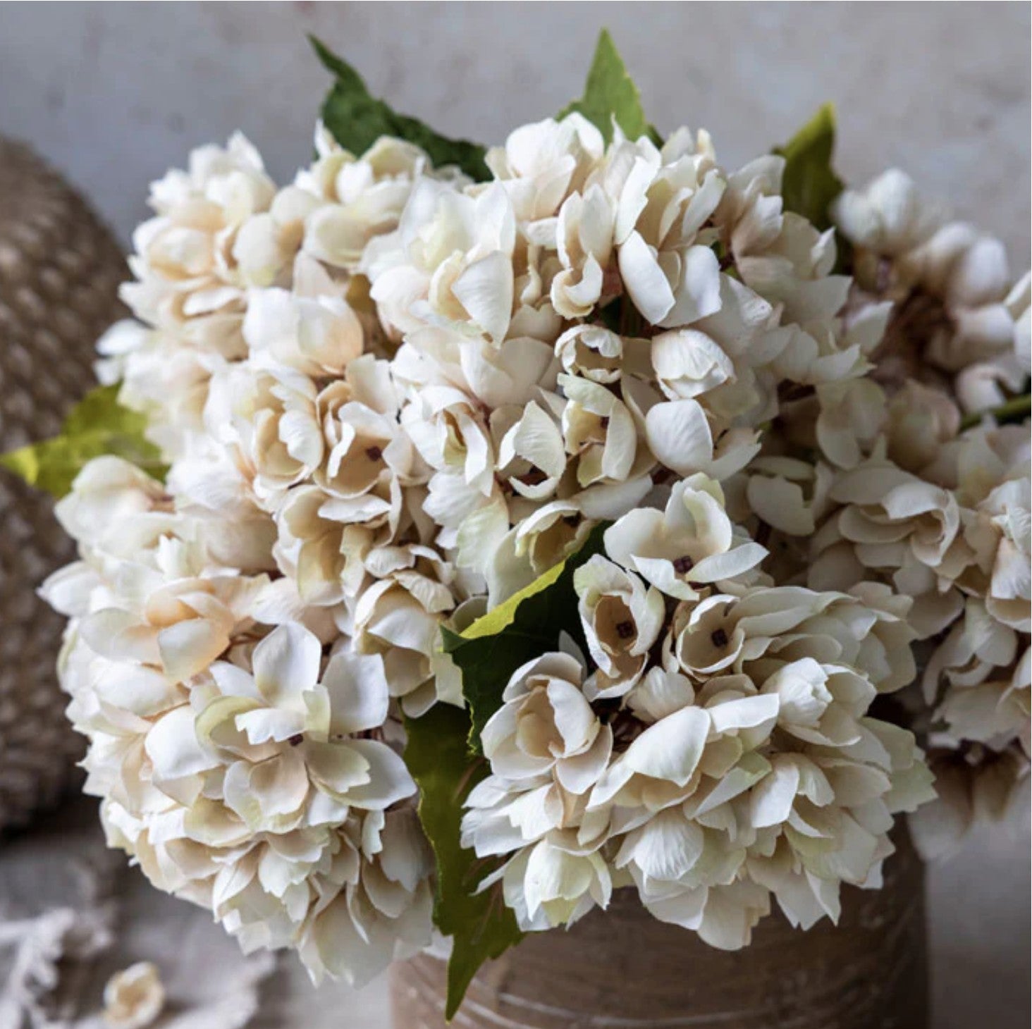 Abigail Ahern Hydrangea Morning Mist