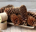 Park Hill Sugar Pine Cone