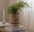 Bergs Hoff Rosa 18cm Pot