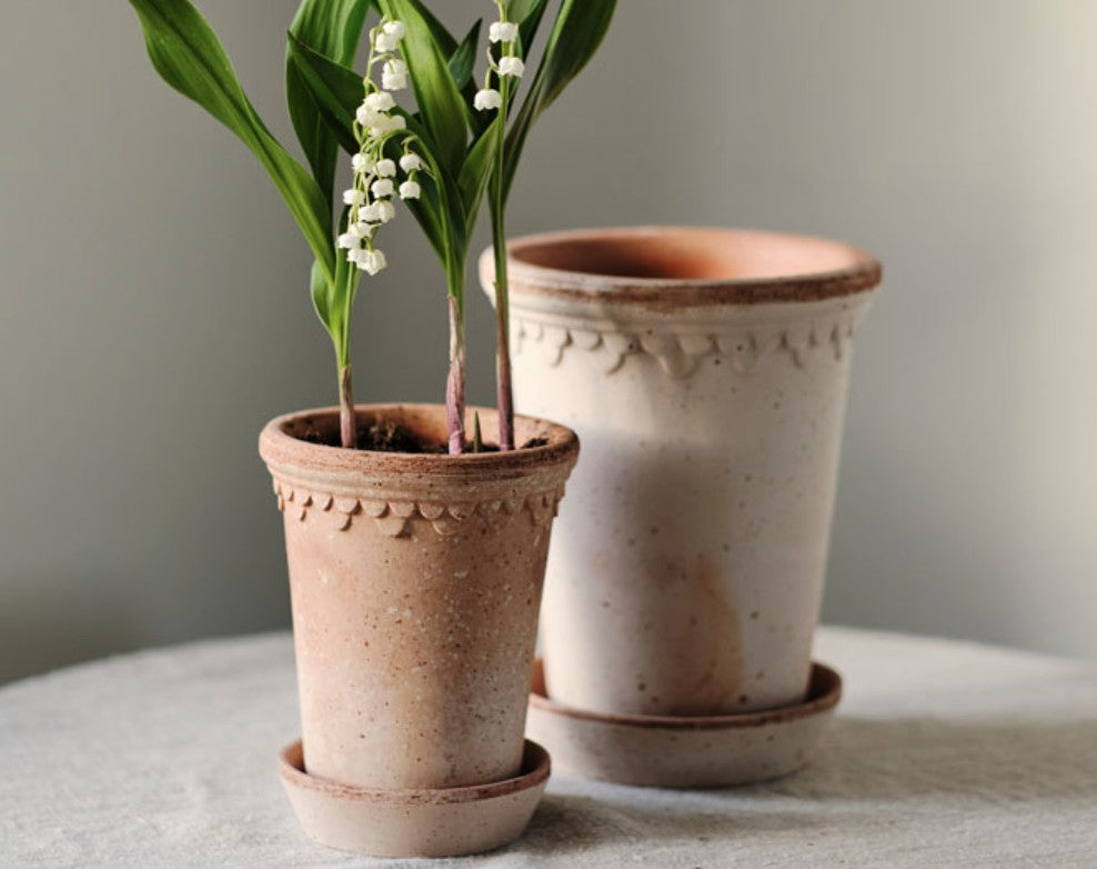 Bergs Kobenhavner Rosa 14cm Tall Pot