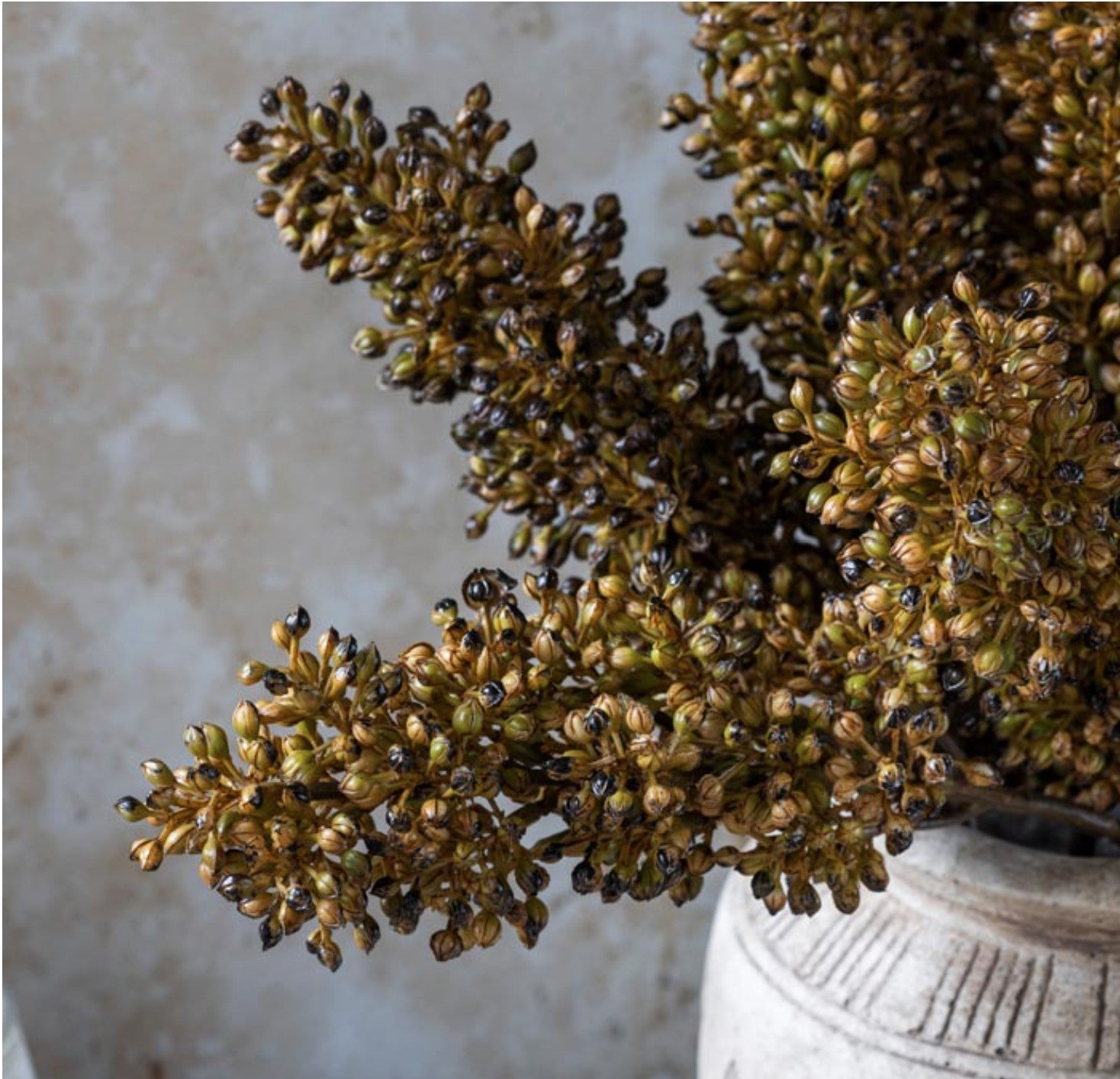 Abigail Ahern Sorghum Stem Umber