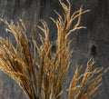 Abigail Ahern Marsh Reed