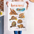 Sarah Edmonds Beavers Tea Towel